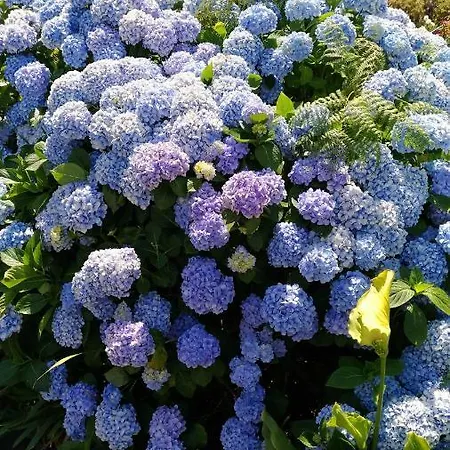 Ape Esquerdo * São Vicente