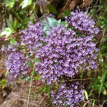 Ape Esquerdo Apartamento *