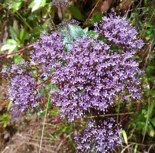 Ape Esquerdo Apartamento *